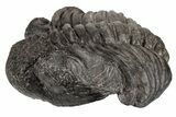 Bargain, Partially Enrolled Drotops Trilobite - About Around #195786-2